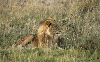 12143 - Lion / Etosha NP - Namibia
