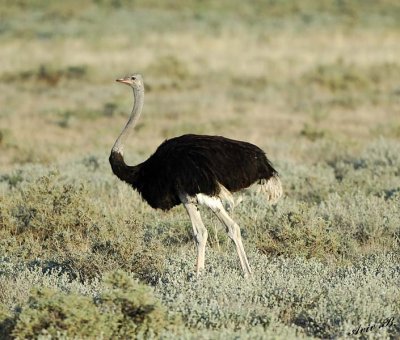 12156 - Ostrich / Etosha NP - Namibia