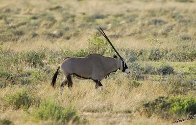 12162 - Oryx / Etosha NP - Namibia