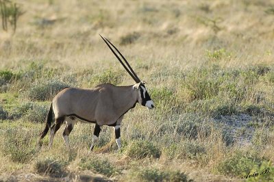 12168 - Oryx / Etosha NP - Namibia
