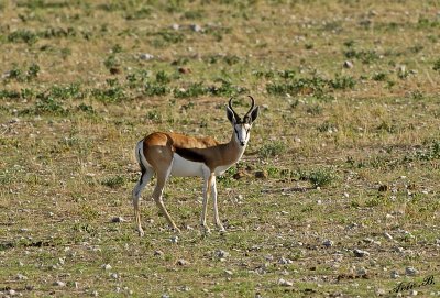 12171 - Springbok / Etosha NP - Namibia