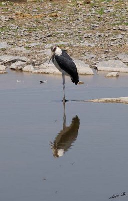 12210 - Marabou Stork / Etosha NP - Namibia