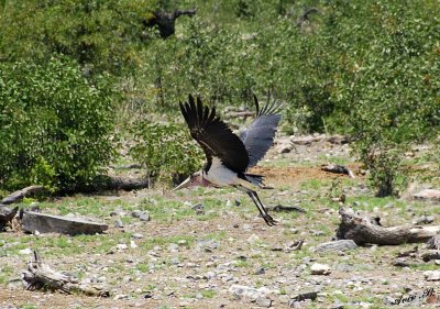 12219 - Marabou Stork / Etosha NP - Namibia