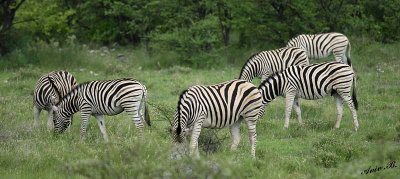 12267 - Zebra / Etosha NP - Namibia