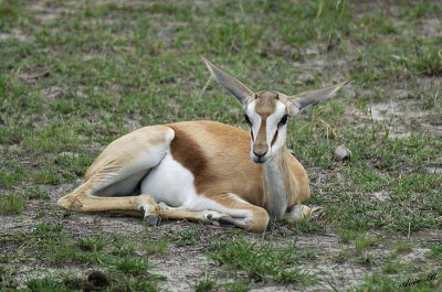 12271 - Springbok / Etosha NP - Namibia