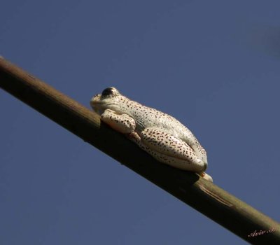 12296 - Frog / Okavango Delta - Botswana