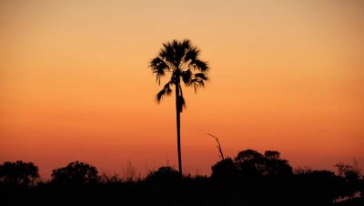 12310 - Sunset / Okavango Delta - Botswana