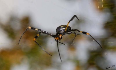 12313 - Spider / Okavango Delta - Botswana
