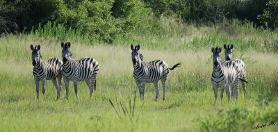 12323 - Zebra / Okavango Delta - Botswana
