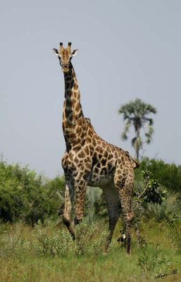 12344 - Reticulated giraffe / Okavango Delta - Botswana