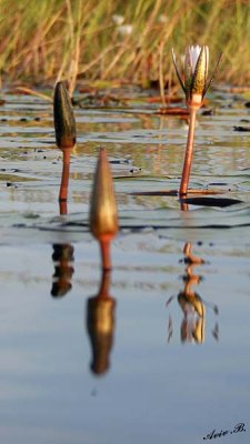 12356 - Water lily / Okavango Delta - Botswana