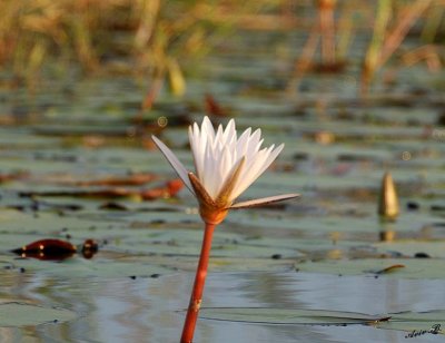 12359 - Water lily / Okavango Delta - Botswana