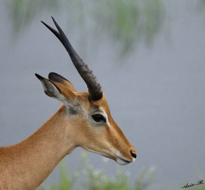 12390 - Impala / Chobe NP - Botswana