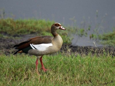 12392 - Egyptian Goose / Chobe NP - Botswana
