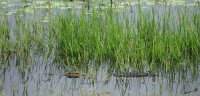 12395 - Crocodile / Chobe NP - Botswana