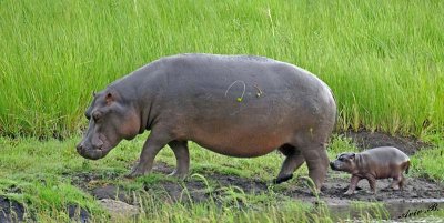 12428 - Hippopotamus (mom & 2 hours(!) old baby) / Chobe NP - Botswana