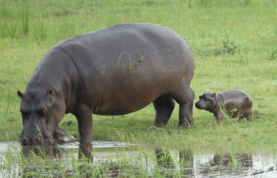 12433 - Hippopotamus (mom & 2 hours(!) old baby) / Chobe NP - Botswana