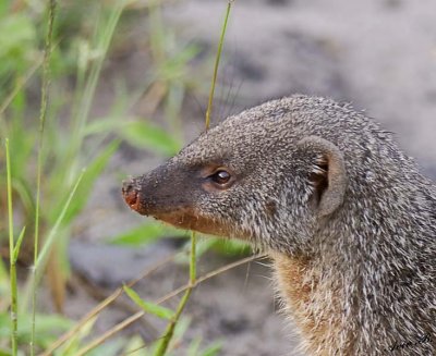 12440 - Banded Mongoose / Chobe NP - Botswana