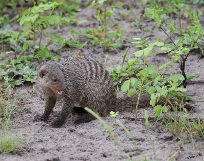 12455 - Banded Mongoose / Chobe NP - Botswana