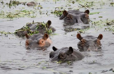 12476 - Hippopotamus / Chobe NP - Botswana