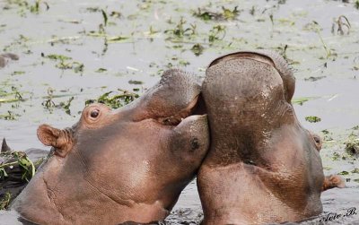 12481 - Give me a kiss | Hippopotamus / Chobe NP - Botswana