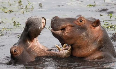 12489 - Ok, ok, do overreacting, it was only a kiss | Hippopotamus / Chobe NP - Botswana