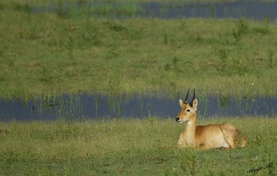 12494 - Impala / Chobe NP - Botswana