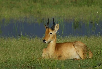 12497 - Impala / Chobe NP - Botswana