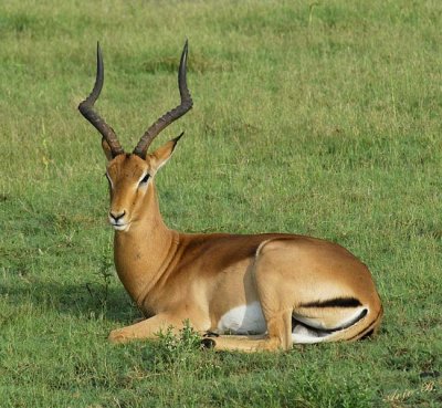 12504 - Impala / Chobe NP - Botswana