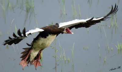 12518 - Spur-winged Goose / Chobe NP - Botswana