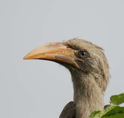 12527 - Hornbill / Chobe NP - Botswana