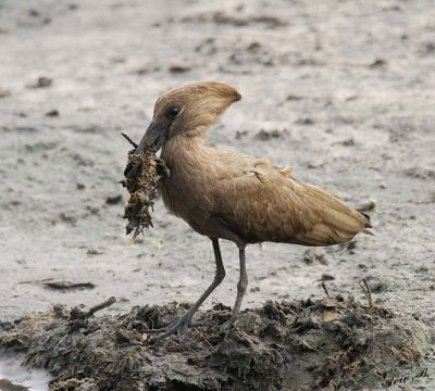 12579 - Hammerkop / Chobe NP - Botswana