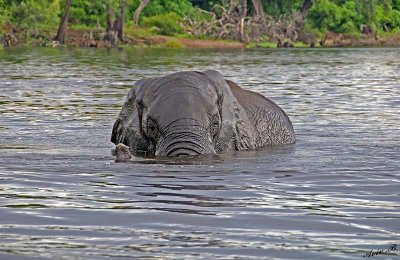 12602 - Elephant / Chobe river - Botswana