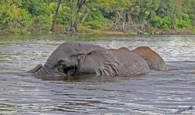 12603 - Elephants / Chobe river - Botswana