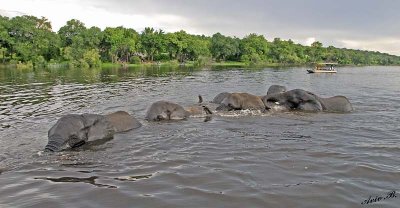 12607 - Swiming in a line... | Elephants / Chobe river - Botswana