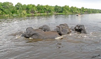 12609 - Elephants / Chobe river - Botswana