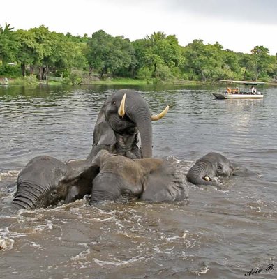 12610 - Hey, don't get so excited... | Elephants / Chobe river - Botswana