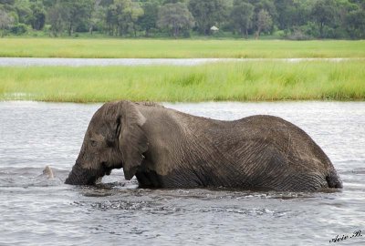 12623 - Elephant / Chobe river - Botswana
