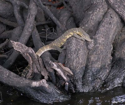 12626 - Nile Monitor Lizard / Chobe river - Botswana
