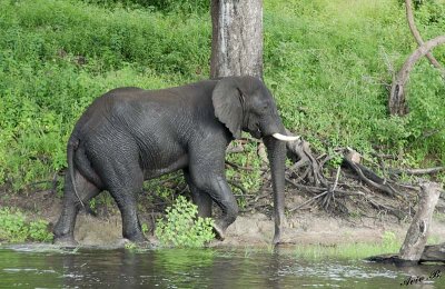 12631 - Elephant / Chobe river - Botswana