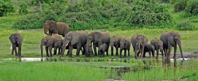 12664 - Everyone drinking... | Elephants / Chobe river - Botswana