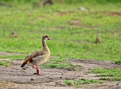 12678 - Egyptian Goose / Chobe river - Botswana