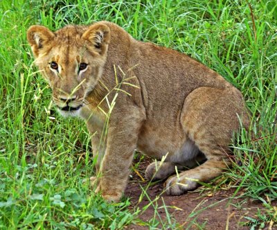 12837 - Lion cub / Victoria falls - Zimbabwe