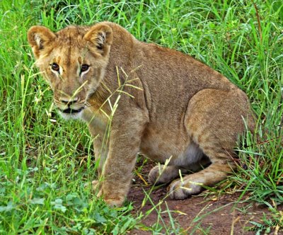 12837 - Lion cub / Victoria falls - Zimbabwe