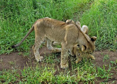 12838 - Lions cub / Victoria falls - Zimbabwe