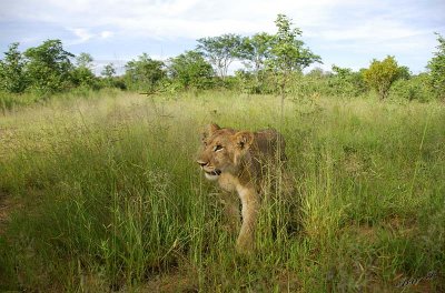 12844 - Lion cub / Victoria falls - Zimbabwe