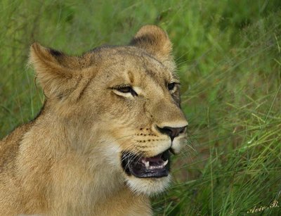 12857 - Lion cub / Victoria falls - Zimbabwe