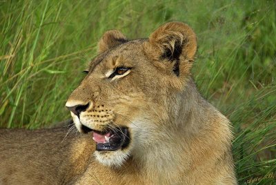 12860 - Lion cub / Victoria falls - Zimbabwe