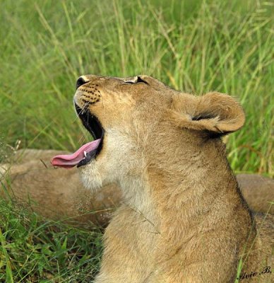 12869 - Lion cub / Victoria falls - Zimbabwe