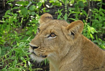 12878 - Lion cub / Victoria falls - Zimbabwe
